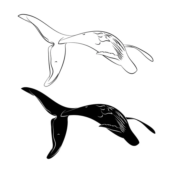 La silueta y el contorno de la ballena — Vector de stock