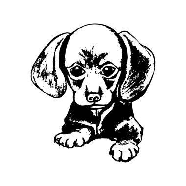 Belgili tanımlık köpek yavrusu Dachshund grafik