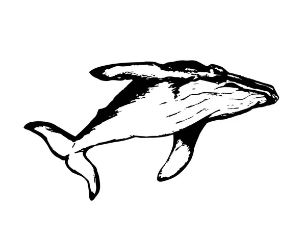 Imagen gráfica de ballena — Vector de stock