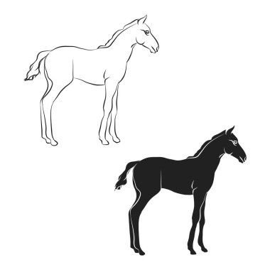 Tay anahat ve yapısı