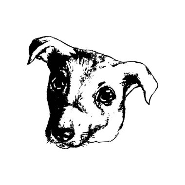 dogâ €™ s baş beyaz arka plan üzerinde