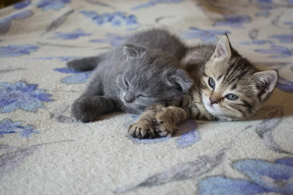 Zwierzęta domowe są dość małe brytyjskie koty i kocięta we śnie — Zdjęcie stockowe
