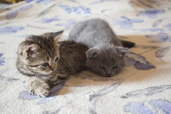 Κατοικίδιο ζώο αρκετά μικρή βρετανική cats και γατάκι που κοιμάται — Φωτογραφία Αρχείου