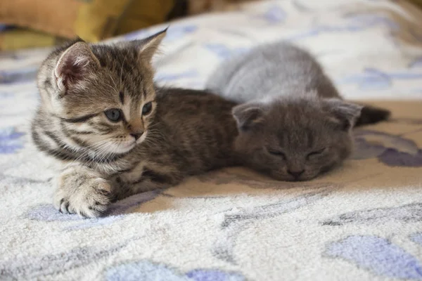 Животные довольно маленькие британские кошки и котята спят — стоковое фото