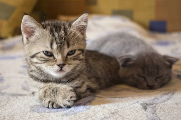 ПЕТ дуже маленька британський кішок і кошенят спить — стокове фото