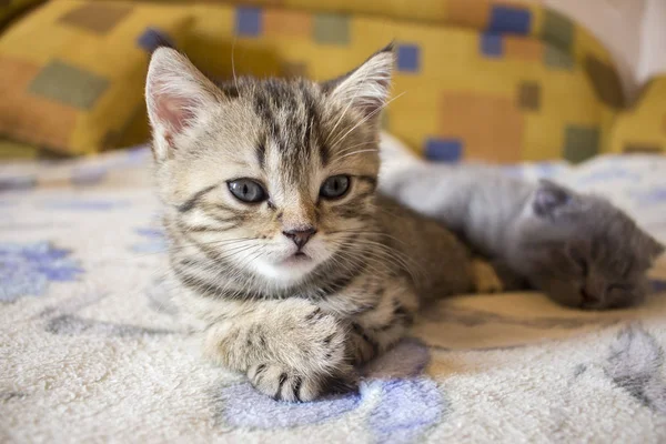 Animali piuttosto piccoli gatti britannici e gattini addormentati — Foto Stock