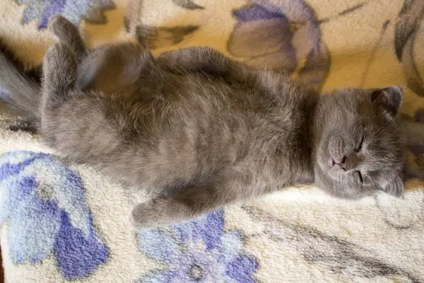 Pet muito pequenos gatos e gatinhos britânicos dormindo — Fotografia de Stock