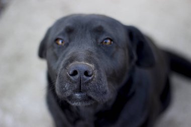 Siyah labrador retriever oturuyor