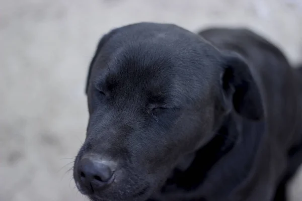 Siyah labrador retriever oturuyor