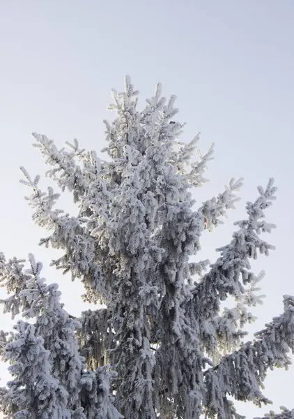 Kış, kar yağışı sonra çam
