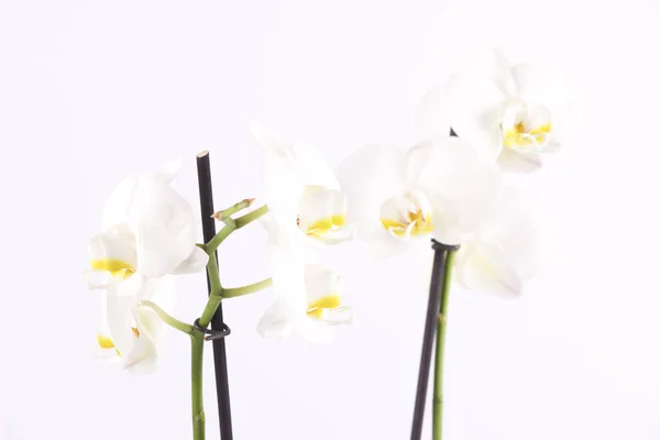 pembe ve beyaz orkide