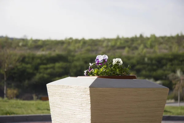 Güneş Hercai Menekşe