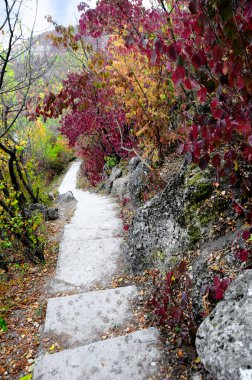 park a sonbaharda taş merdivenle ile sahne