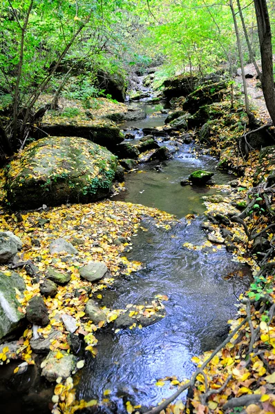 Fiume di montagna nella foresta — Foto Stock