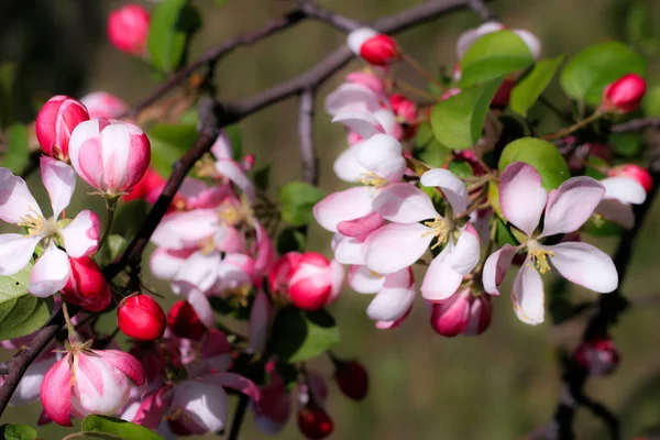 Bloeiende boomgaard. Apple boom lente bloesems — Stockfoto