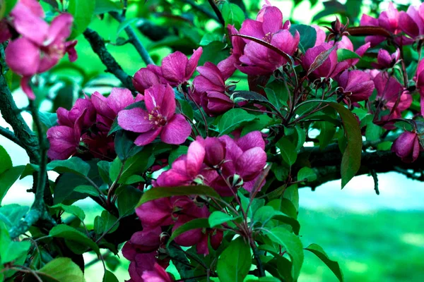 Bloei cherry orchard. Bloeiende boomgaard. — Stockfoto