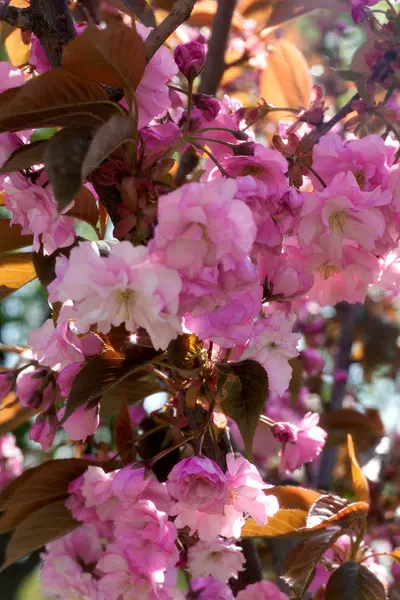 Kwiaty Sakura kwitną. Piękny różowy kwiat wiśni — Zdjęcie stockowe