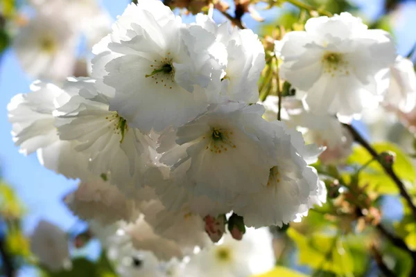 Rozkvetlé květy Sakura. Krásná bílá třešňový květ — Stock fotografie