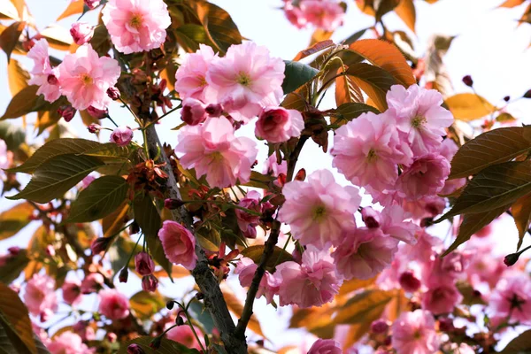 Sadzie kwitnących wiśni. Dzień słoneczny wiosna. — Zdjęcie stockowe