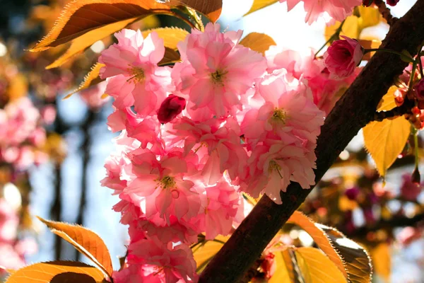 Kwiaty Sakura kwitną. Piękny różowy kwiat wiśni — Zdjęcie stockowe