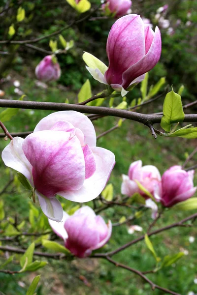 Magnolia virágzás. Virágzó kertek — Stock Fotó