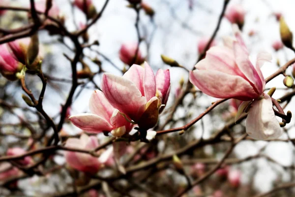 Magnoliaboom bloesem — Stockfoto