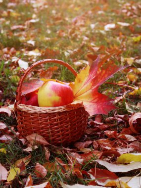 Sonbahar hasadı. Sepette elma var.