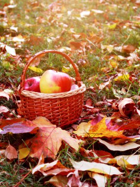 Sarı yaprakları ile kırmızı elma sepeti