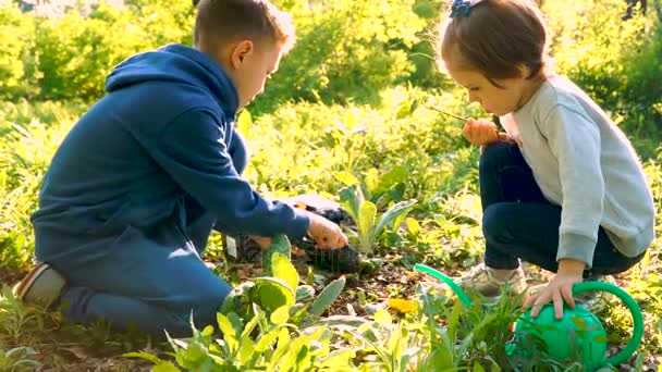 Menino com escavação pá, menina com balde molhando planta jovem — Vídeo de Stock