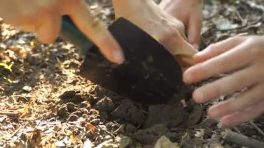 Dikim, tohum, fide, erkek ve çocuk yakından dikim genç ağaç yeşil arka plan üzerinde eller