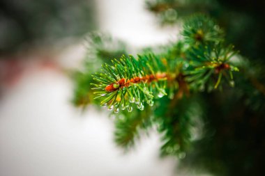 Bir iğne yapraklı ağaç makro Şubesi