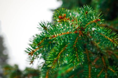 Bir iğne yapraklı ağaç makro Şubesi
