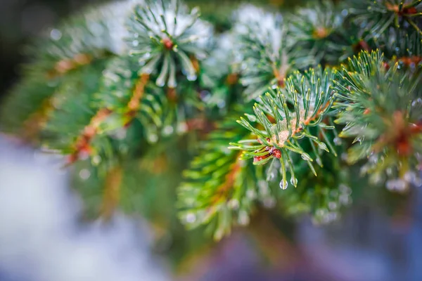 Bir iğne yapraklı ağaç makro Şubesi — Stok fotoğraf
