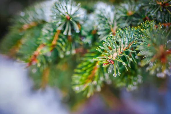 Branch of a coniferous tree macro — Stock Photo, Image