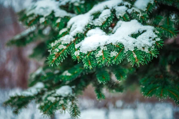 Branch of a coniferous tree macro — Stock Photo, Image