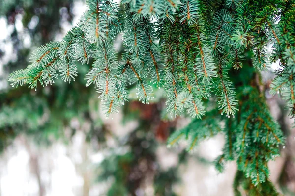 Rama de un árbol de coníferas macro — Foto de Stock