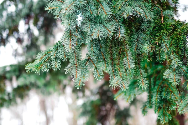 Bir iğne yapraklı ağaç makro Şubesi — Stok fotoğraf