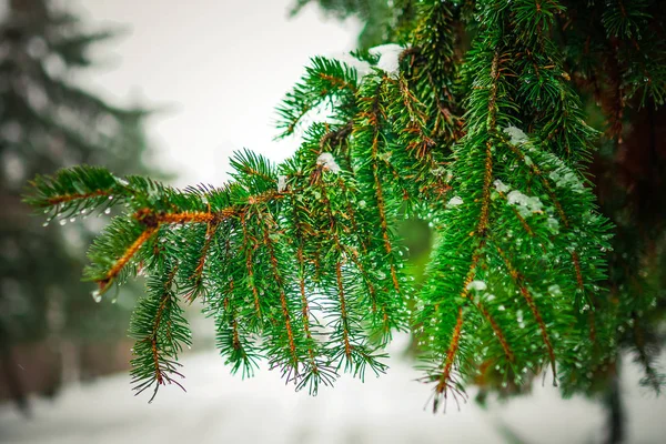 Ramo di una macro di albero di conifere — Foto Stock