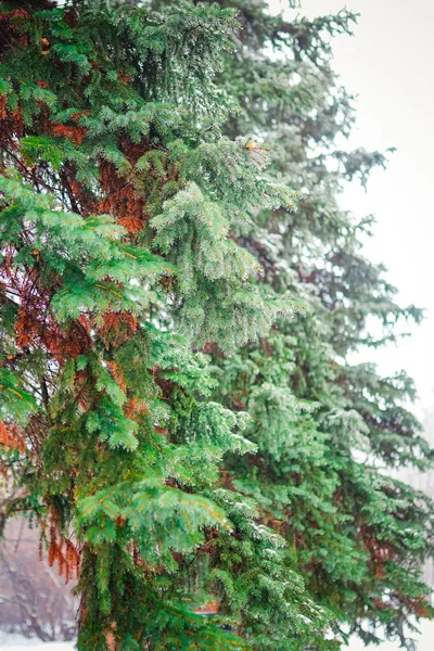 Větve jehličnatého stromu makra — Stock fotografie
