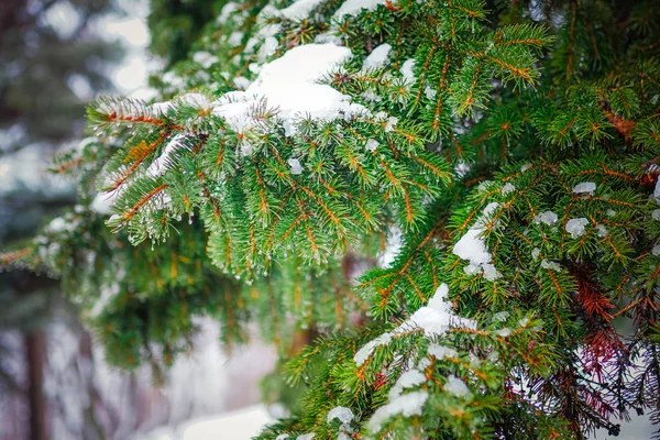 Branch of a coniferous tree macro — Stock Photo, Image