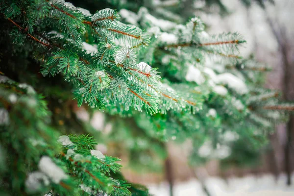 Branch of a coniferous tree macro — Stock Photo, Image