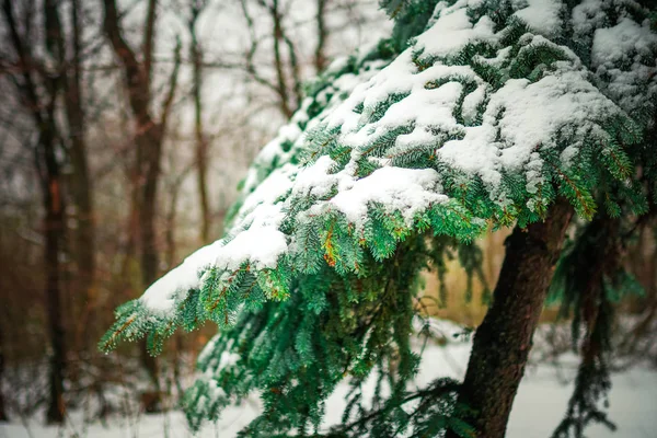 Ramo di una macro di albero di conifere — Foto Stock