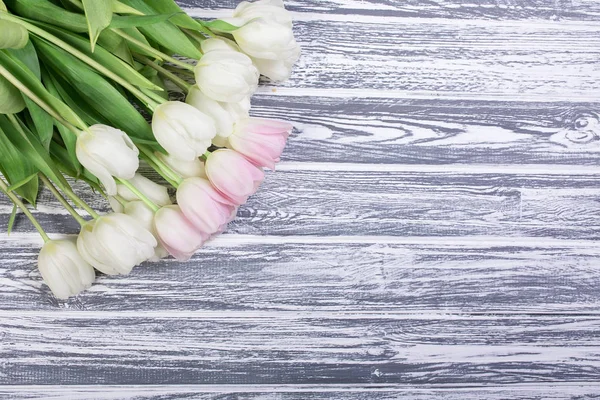 Pink and White Very Tender Tulips on White, Gray Wooden Backgrou