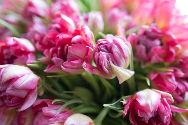 Bouquet of light pink tulips isolated on a light background. Holiday card.