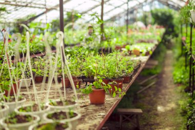 Sardunya ıtır sera botanik bahçe içinde.