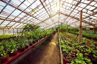 Sardunya ıtır sera botanik bahçe içinde.