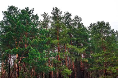 Kış iğne yapraklı orman görünümünü