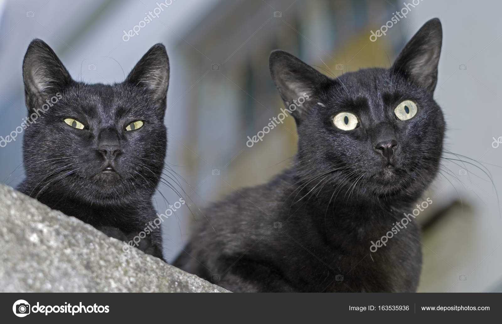 Photos de chattes noires