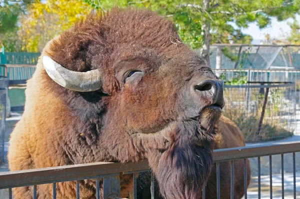 big bison in the zoo waiting for food