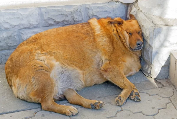 the fat red dog sleeping on the street